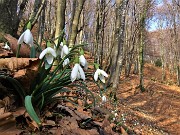 45 Festa di fiori sui sentieri al Monte Zucco - Galanthus nivalis (Bucanevi) nella splendida secolare faggeta